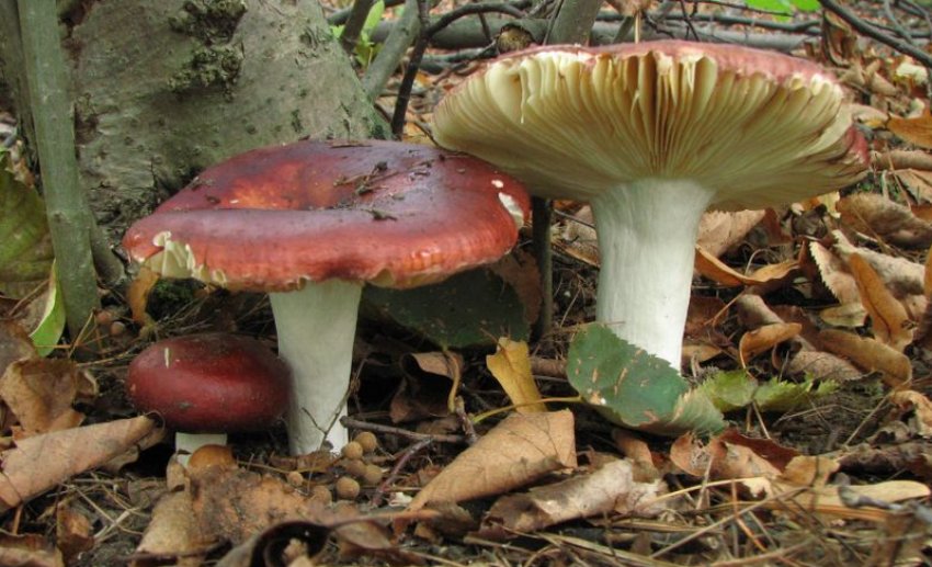 Сироїжка зелено-червона Сироїжка зелено-червона