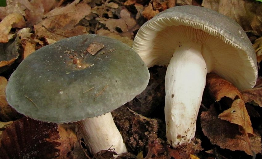 Сироїжка синьо-жовта Сироїжка синьо-жовта