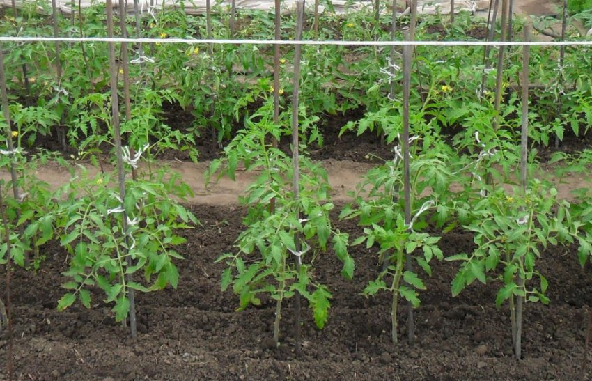 Догляд за томатами у відкритому грунті Догляд за томатами у відкритому грунті