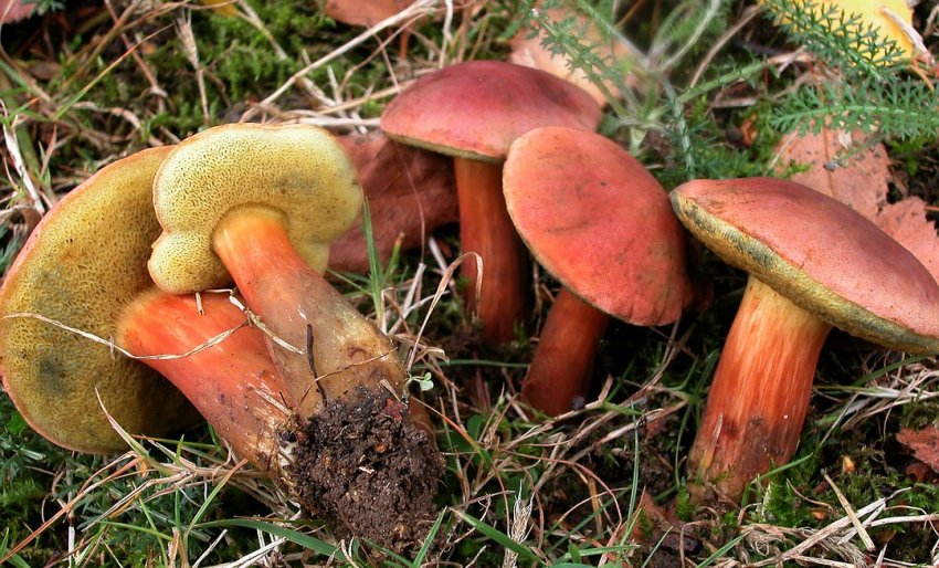 Європейський моховик буйволиный Європейський моховик буйволиный