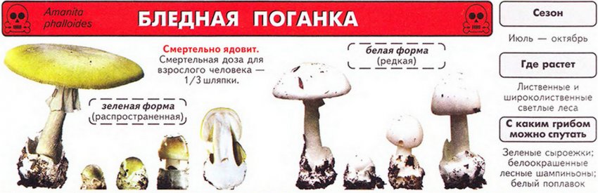 Бледная поганка