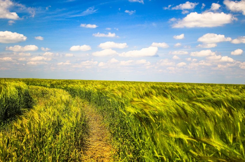 Інвестори в сільське господарство Далекого Сходу утворили живу чергу