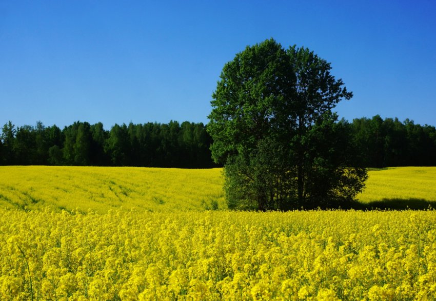 Інвестори в сільське господарство Далекого Сходу утворили живу чергу