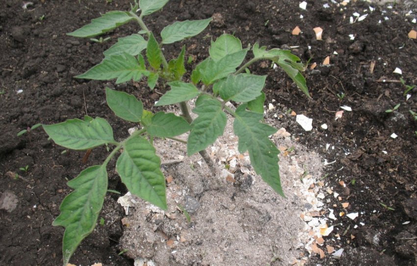 Підживлення томатів Підживлення томатів