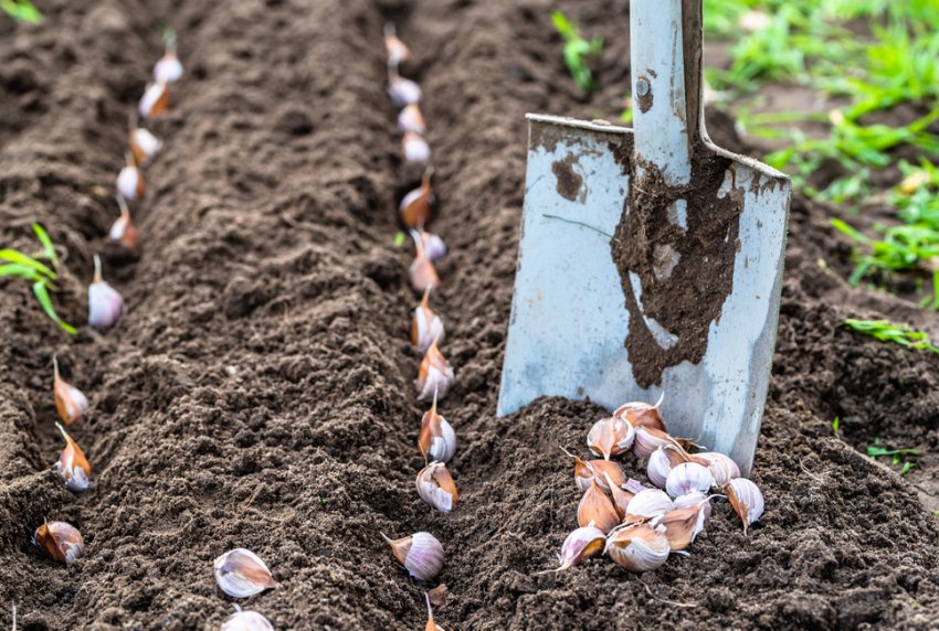 Посадка часнику