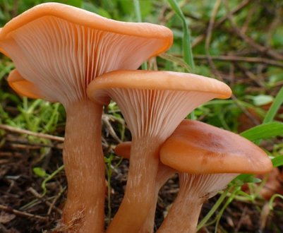 Опис і особливості застосування гриба говорушка помаранчева