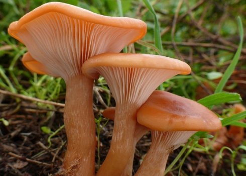 Опис і особливості застосування гриба говорушка помаранчева