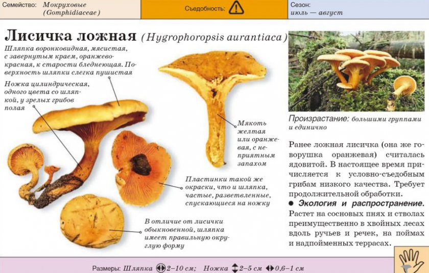 Govorushka Oranzhevaya Lozhnaya Lisichka Dnevnik Sadovoda
