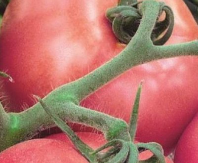 Помідор «Мікадо рожевий»: опис, посадка і догляд