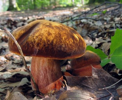 Опис гриба поддубовика, особливості застосування в кулінарії і медицині