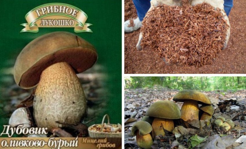 Вирощування дубовика