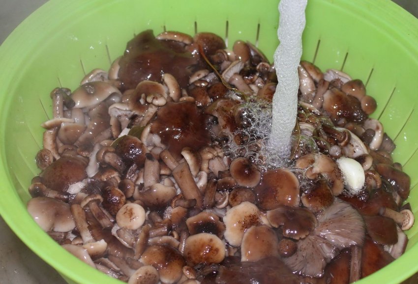 Підготовка грибів до приготування