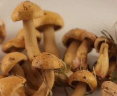 Приготування грибів козляк