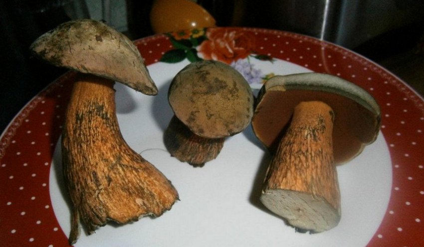 Гриб дубовик