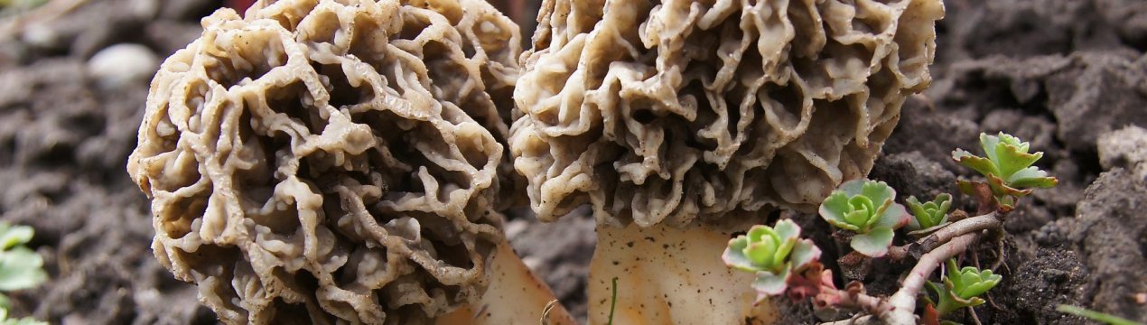 Гриб сморчок: їстівний чи ні