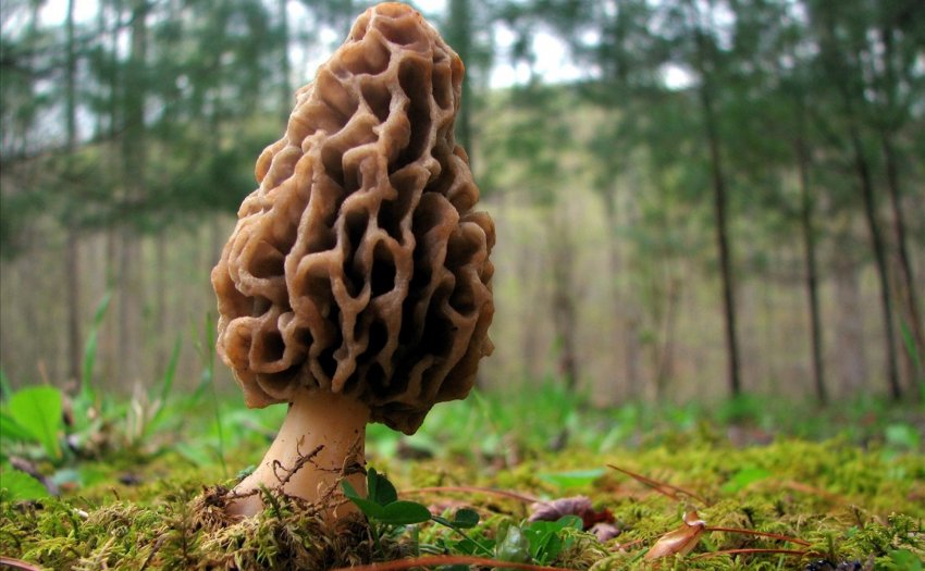 Гриб сморчок