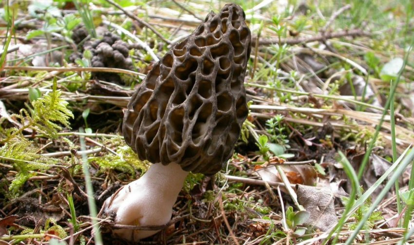 Сморчок конічний