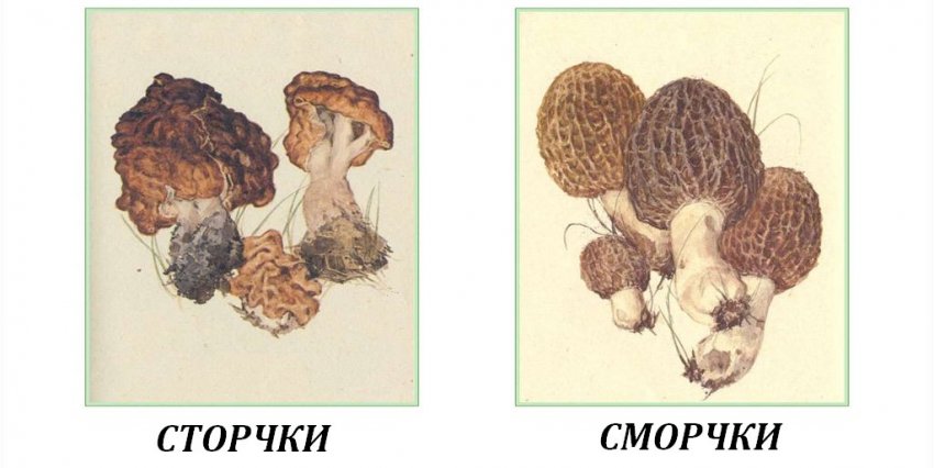 Відміну строчков від зморшків