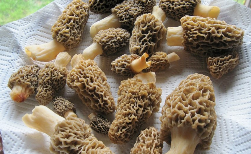 Гриби сморчки