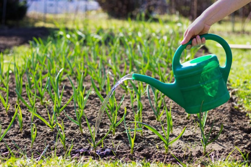 Полив часнику