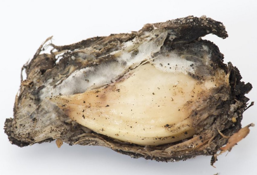 Біла гнилизна часнику