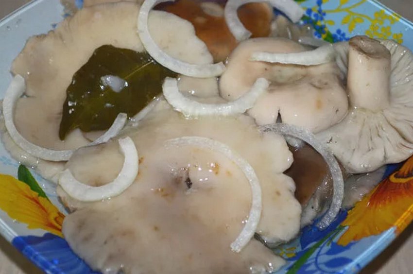 Сироїжки мариновані з цибулею