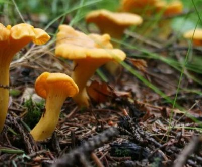 Чим корисні гриби лисички