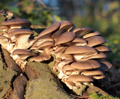 В який час року і як шукати гливи, корисні властивості