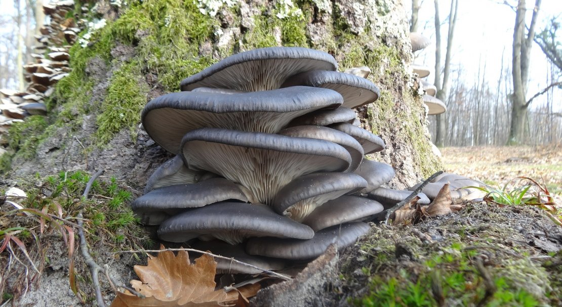 На каких деревьях можно выращивать грибы вешенки