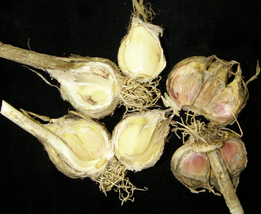 Шейковая гнилизна часнику