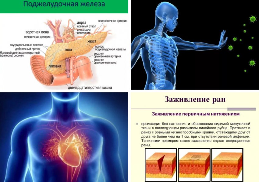 Действие активных веществ грибов на организм