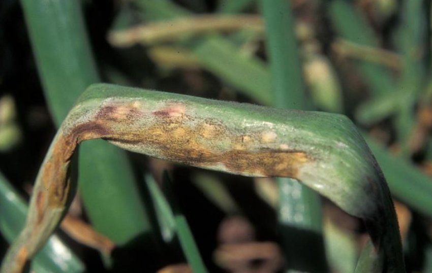 Несправжня борошниста роса