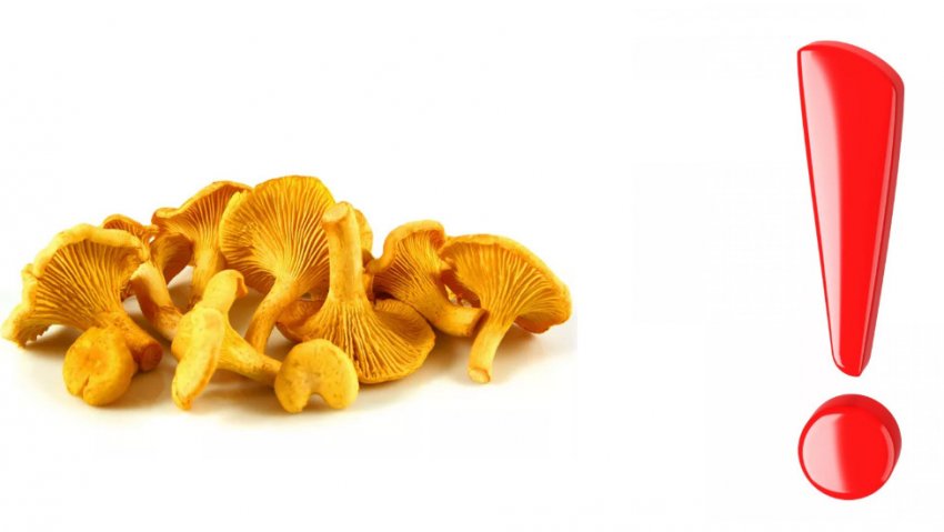 Вред и противопоказания грибов