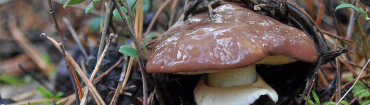 Опис маслюків: зовнішній вигляд, як їх приготувати, користь і шкода цих грибів