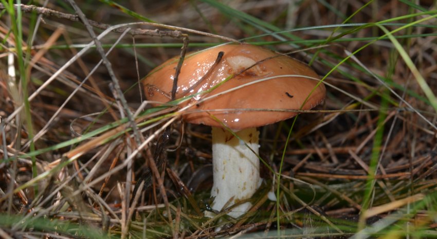 Маслюк зернистий Маслюк зернистий