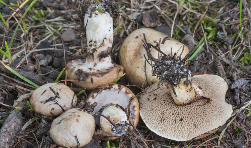 Маслюк сірий Маслюк сірий