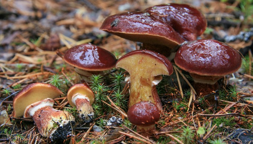 Маслюк Клінтона Маслюк Клінтона