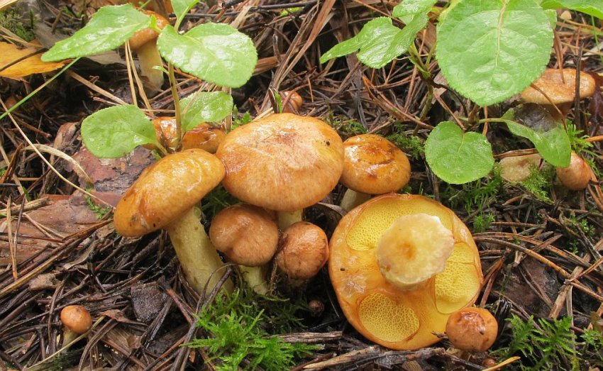 Маслюк болотний Маслюк болотний