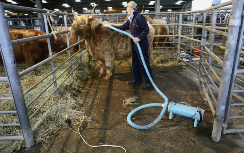 Корова хайленд у стійлі Корова хайленд у стійлі