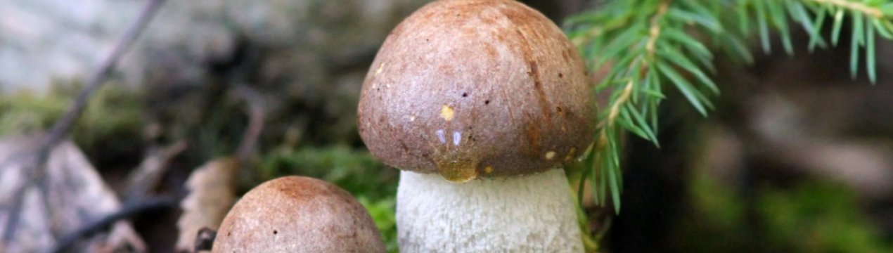 Як відрізнити підберезник і його помилкового двійника, можливу шкоду