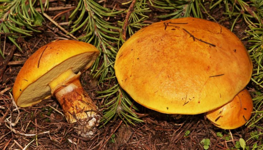 Маслюк модриновий Маслюк модриновий