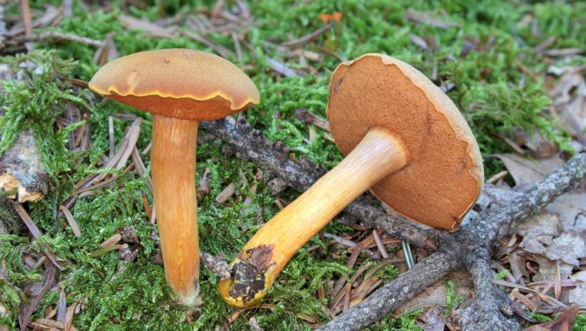 Перцевий гриб Перцевий гриб