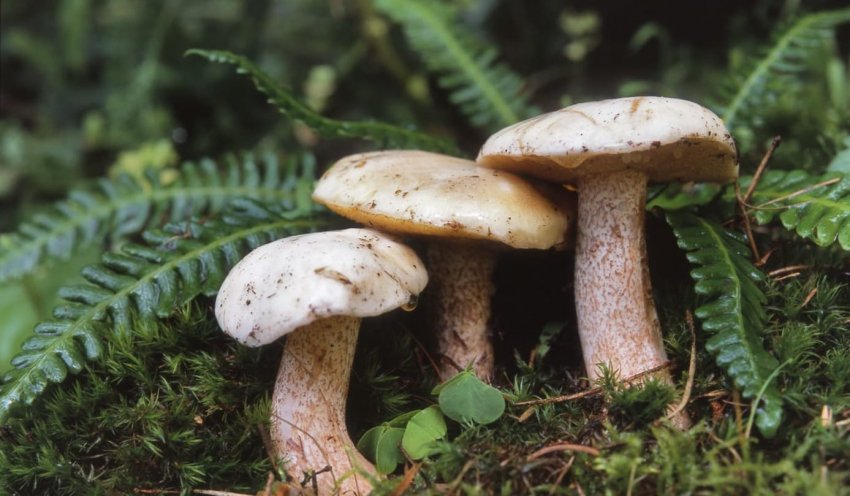 Маслюк білий Маслюк білий