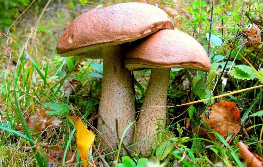 Підберезник звичайний Підберезник звичайний