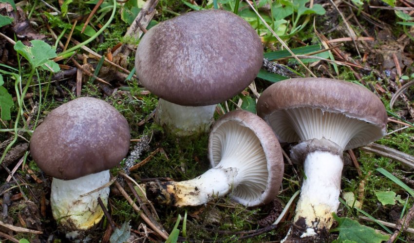 Мокруха ялинова Мокруха ялинова