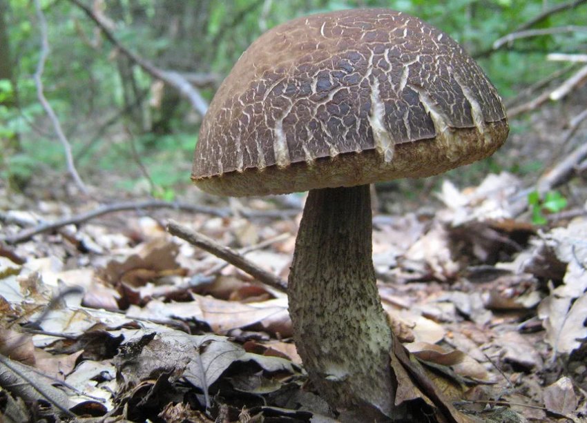 Підберезник сірий Підберезник сірий