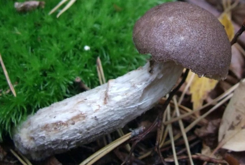 Підберезник твердоватый Підберезник твердоватый