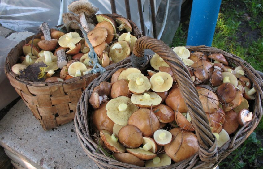 Урожай маслюків Урожай маслюків