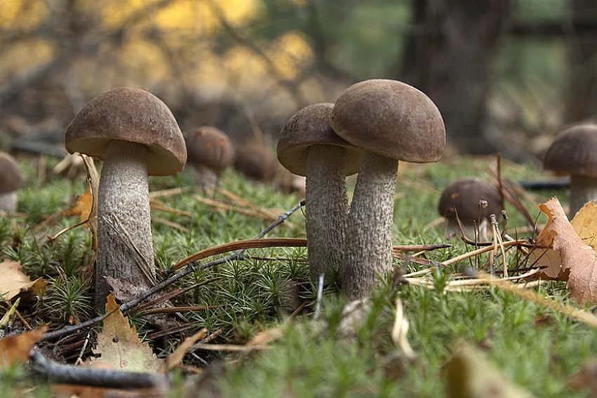 Місця поширення грибів Місця поширення грибів