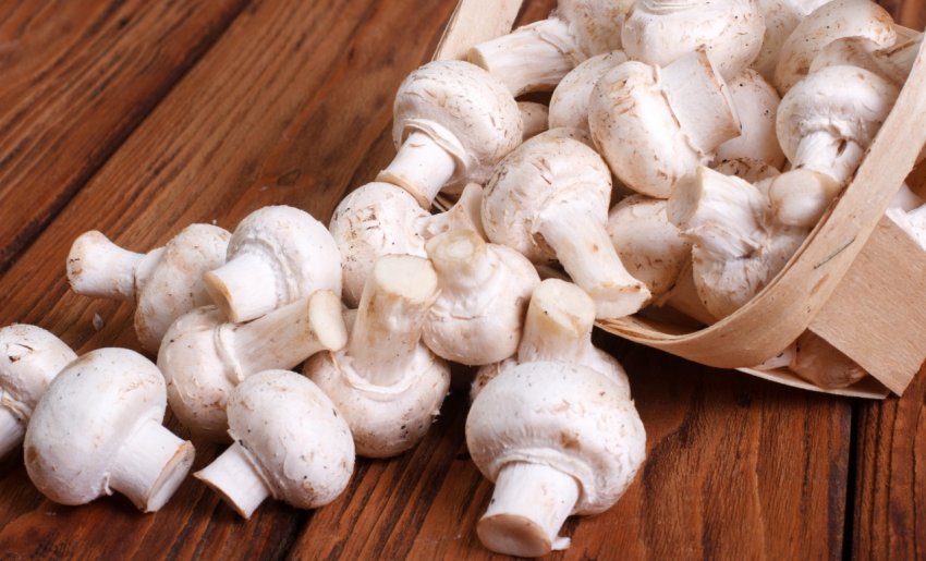 Печериці Печериці